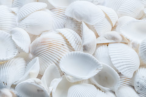 close-up photography, white, shells, close-up, pattern, seashell, seashells, season, seasonal, shape, shellfish, texture, wallpaper, white color, backgrounds, full frame, large group of objects, no people, shell, food, animal, abundance, food and drink, still life, indoors, choice, animal wildlife, variation, beauty in nature, repetition, temptation, 5K, CC0, public domain, royalty free