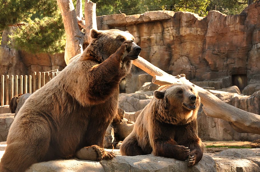 suportar, óssos, zoo, bèsties, animals, la pota, bonic, peluix, naturalesa, grizzly, pell, temes d'animals, mamífer, grup d’animals, animal, dos animals, vertebrats, animals a la natura, dia, fauna animal, llum solar, rock, animals en captivitat, sòlid, rock - object, mico, assegut, cap gent, arbre, a l'aire lliure, boca oberta, família d’animals, 4K