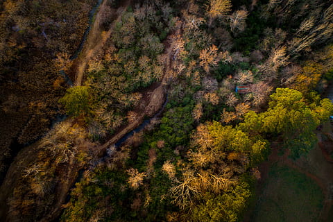 aerian, vedere, copaci, plan, natură, pădure, cădea, toamnă, copac, plantă, liniște, teren, frumusețe în natură, o scenă liniștită, scenice - natura, creştere, nici o persoana, scenă non-urbană, peisaj, mediu inconjurator, zi, Schimbare, în aer liber, idilic, Munte, 5K, CC0, domeniu public, fără drepturi de autor