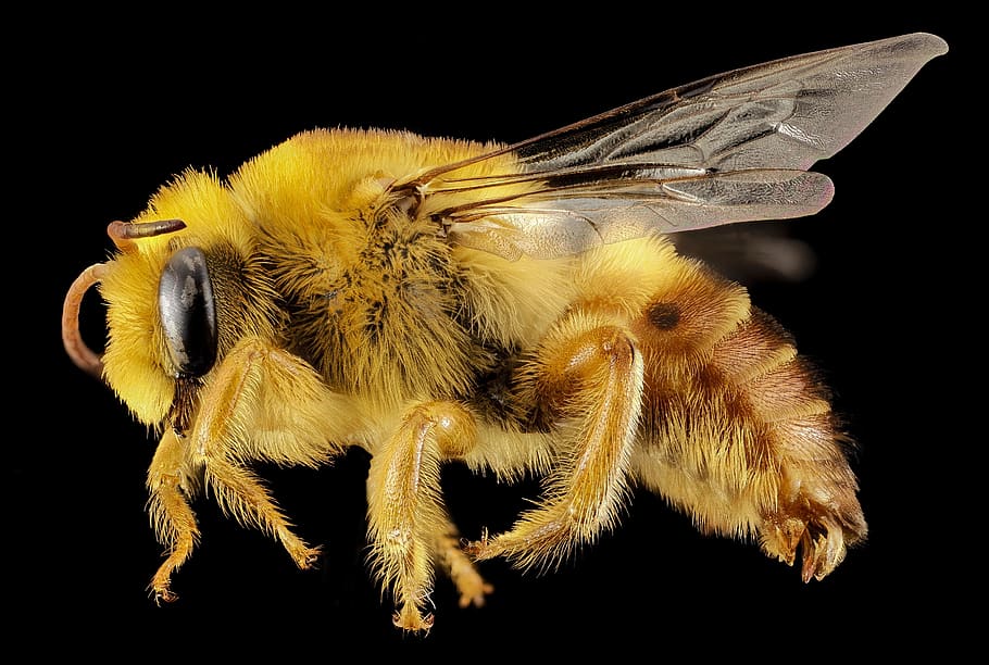 abella groga, abella, primer pla, insecte, invertebrat, temes d'animals, animal, un animal, fauna animal, animals a la natura, fons negre, part del cos dels animals, ala dels animals, tir de l'estudi, zoologia, artròpode, ull d’animals, cap gent, naturalesa, pèl d’animals, macro, ull, ampliació, cap d’animals, 2K