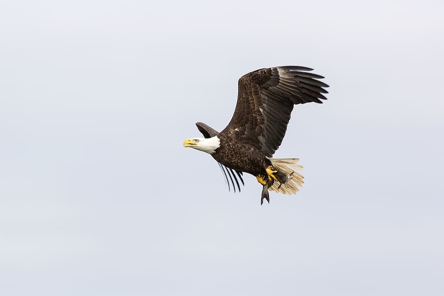 ocell, animal, àguila, àguila calba, volant, peix, vida salvatge, depredador, naturalesa, cacera, bec, accipiter, ocell de cometa, falcó, buzzard, voltor, gavina, cap, aus aquàtiques, Corb, temes d'animals, animals a la natura, fauna animal, vertebrats, un animal, còpia espai, cel clar, rapinyaire, àguila - ocell, cel, cap gent, vista d’angle baix, a l'aire, ales separades, a l'aire lliure, llibertat, 2K