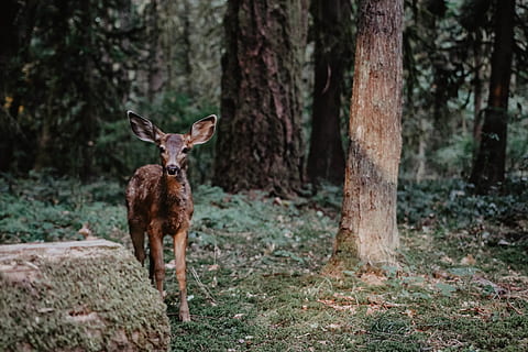 Marrone, cervo, giorno, animale, natura, mammifero, ramificazione, albero, portland, grande orecchio, Forrest, verde, cerbiatto, erba, pacifica nw, orecchio, daino, selvaggio, bambino, baby cervo, terra, un animale, temi animali, tronco d'albero, tronco, pianta, foresta, vertebrato, concentrarsi sulle conoscenze acquisite, fauna selvatica, animali allo stato selvatico, ritratto, nessuno, all'aperto, erbivoro, bosco, 4K, CC0, dominio pubblico, privo di copyright