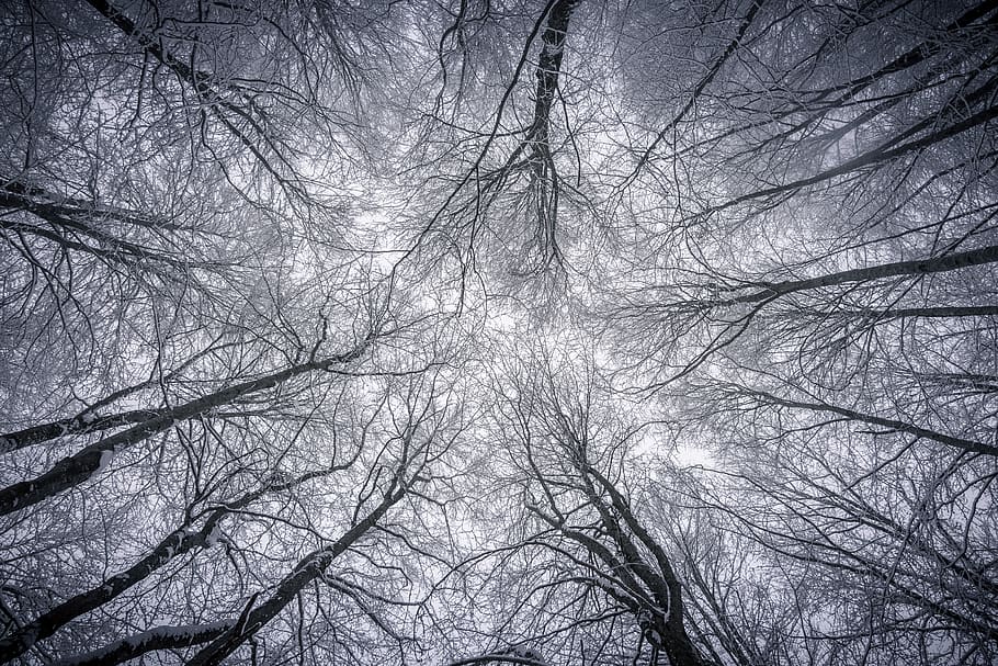 arbres, bosc, neurones, xarxa, arbre, arbre nu, branca, planta, cap gent, vista d’angle baix, naturalesa, tranquil·litat, bellesa a la natura, cel, terra, marc complet, dia, a l'aire lliure, silueta, fons, hivern, copa de l'arbre, directament a sota, nevar, 5K