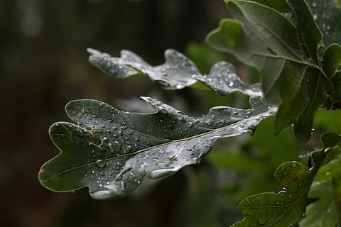eik, druppels, regen, blad, deel van de plant, laten vallen, fabriek, groei, water, schoonheid in de natuur, nat, detailopname, focus op de voorgrond, natuur, groene kleur, geen mensen, dag, kwetsbaarheid, koude temperatuur, breekbaarheid, buitenshuis, ijs-, regendruppel, dauw, puurheid, bladeren, regenseizoen, 5K, CC0, publiek domein, royaltyvrij