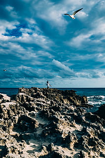 flyvende måge, strand, skyer, dagslys, flyvende, landskab, fritid, ocean, mennesker, rekreation, klipper, naturskøn, hav, måge, kysten, kyst, himmel, sommer, sol, ferie, vand, sky - himmel, dyre temaer, fugl, skønhed i naturen, dyr, hvirveldyr, dyreliv, horisont over vand, solid, klippe, scenics - natur, rock-objekt, natur, horisont, dyr i naturen, 2K, CC0, offentligt domæne, royaltyfrie