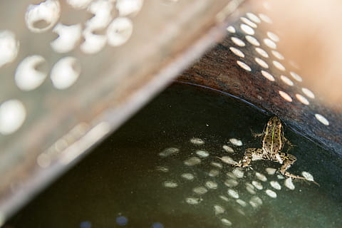 brun frø, edderkop, arachnid, dyr, have edderkopper, insekt, hvirvelløse, kroatien, Sarvas, perle, smykker, ornament, bling, ingen mennesker, selektiv fokusering, dyre temaer, natur, tæt på, dyreliv, vand, et dyr, dyr i naturen, dag, høj vinkel visning, udendørs, våd, træ - materiale, skønhed i naturen, sollys, 4K, CC0, offentligt domæne, royaltyfrie