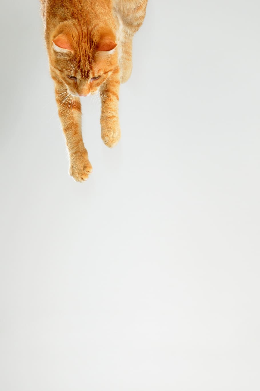 gat, tomcat, mascota, pèl vermell, saltant gat, saltar, en el salt, tabby, mamífer, nacional, mascotes, un animal, animals domèstics, temes d'animals, animal, felí, tir de l'estudi, gat domèstic, còpia espai, cap gent, a l'interior, longitud completa, vertebrats, fons blanc, pèl d’animals, a l'aire, gat de gingebre, petit, 2K