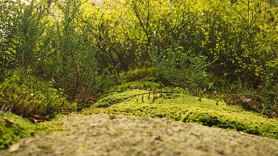 muschio verde, verde, natura, muschio, pianta, felci, flora, vegetazione, foresta, cespuglio, albero, macchia, all'aperto, campo, crescita, vita, felce, vegetazione lussureggiante, lussureggiante, bosco, terra, colore verde, bellezza nella natura, messa a fuoco selettiva, nessuno, la tranquillità, giorno, scena tranquilla, scenics - natura, fogliame lussureggiante, fogliame, erba, foglia, foresta pluviale, 4K, CC0, dominio pubblico, privo di copyright
