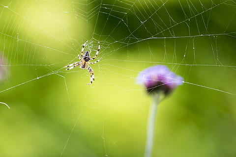 pavouk, web, květ, zvířat, křehkost, bezobratlý, zvíře, pavoučí síť, hmyz, jednoho zvířete, zvířata ve volné přírodě, zranitelnost, členovců, pavoukovec, detail, přežití, Příroda, krása v přírodě, zaměřit se na popředí, den, zoologie, nikdo, venku, zvířecí noha, nachový, 4K, CC0, veřejná doména, bez autorských práv