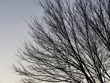 arbres, branques, cel, arbre nu, branca, vista d’angle baix, arbre, cap gent, planta, tranquil·litat, naturalesa, bellesa a la natura, dia, cel clar, creixement, a l'aire lliure, silueta, escenics - natura, escena tranquil·la, primer pla, escena no urbana, planta morta, 4K, CC0, domini públic, lliure de regalies