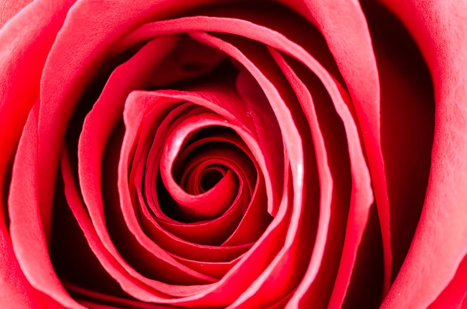 fotografering, Rose, aroma, aromaterapi, baggrund, flor, blomstrende, blomstre, sløring, tæt på, delikat, elegant, flora, blomst, fokus, duftende, frisk, makro, kronblade, romantik, romantisk, duft, symbol, rosenblomst, rød, skønhed i naturen, fuld ramme, blomstrende plante, plante, sårbarhed, natur, kronblad, skrøbelighed, friskhed, ingen mennesker, ekstrem nærbillede, blomsterhoved, spiralformet, blomsterstand, valentins dag - ferie, 4K