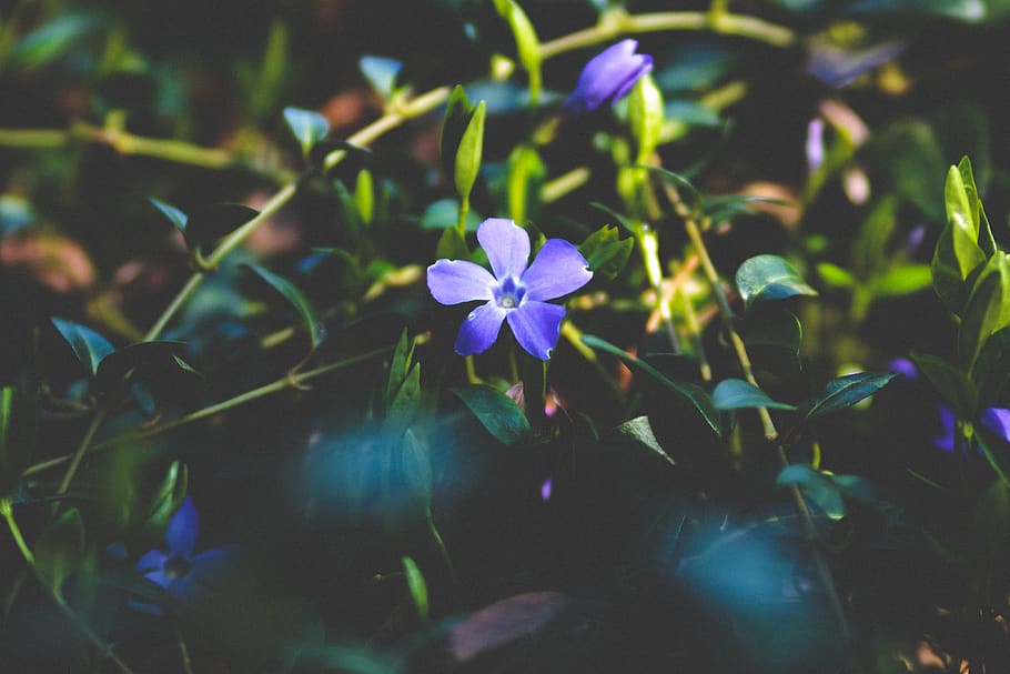 Alemanya, primavera, flors, primavera del 2018, flor, planta amb flors, planta, frescor, bellesa a la natura, fragilitat, vulnerabilitat, creixement, pètal, porpra, primer pla, cap gent, naturalesa, inflorescència, cap de flor, enfocament selectiu, part de la planta, full, dia, blau, 4K