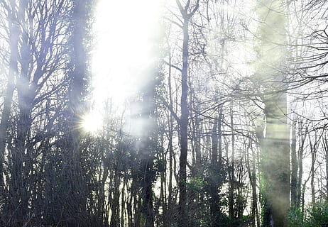 Înfricoșător, dramatic, raza de soare, lumina soarelui, fum, aburi, pădure, copaci, copac, plantă, teren, liniște, frumusețe în natură, natură, o scenă liniștită, trompă, trunchi de copac, nici o persoana, scenă non-urbană, scenice - natura, zi, creştere, rază de soare, cer, vedere unghiulară joasă, soare, în aer liber, lentila flacara, Streaming, 5K, CC0, domeniu public, fără drepturi de autor