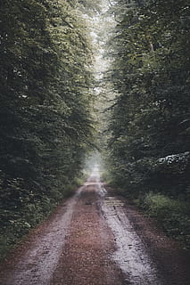 Weg, Mitte, Wald, Natur, Baum, Pfad, Straße, Nebel, nebelig, Spur, offroad, Feldweg, Grün, Volk, draußen, Landschaft, ländliche Szene, keine Leute, szenen, Sommer-, einspurige Straße, Fußweg, Asphalt, Nicht-städtische Szene, Landstraße, Reise, Transport, Tag, Schönheit in der Natur, grüne Farbe, Schotterstraße, Jahreszeit, Kurve, Herbst, 5K, CC0, gemeinfrei, lizenzfrei