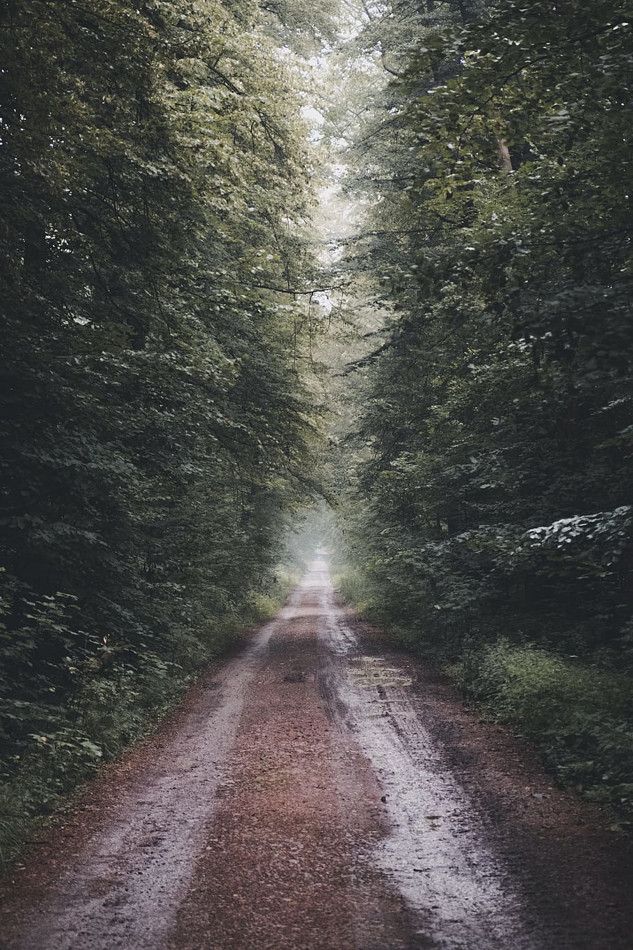 Weg, Mitte, Wald, Natur, Baum, Pfad, Straße, Nebel, nebelig, Spur, offroad, Feldweg, Grün, Volk, draußen, Landschaft, ländliche Szene, keine Leute, szenen, Sommer-, einspurige Straße, Fußweg, Asphalt, Nicht-städtische Szene, Landstraße, Reise, Transport, Tag, Schönheit in der Natur, grüne Farbe, Schotterstraße, Jahreszeit, Kurve, Herbst, 5K