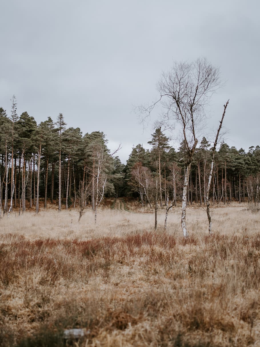 Landschaftsfeld, Bäume, Baum, Pflanze, Natur, draußen, Boden, Tanne, abies, Land, Baumstamm, Gras, Gebäude, Gehäuse, Landschaft, Wiese, Feld, Vegetation, Wildnis, ländlich, Wald, Himmel, Umgebung, Ruhe, Tag, ruhige Szene, keine Leute, Nicht-städtische Szene, Szenen - Natur, Wachstum, Fernbedienung, Schönheit in der Natur, tote Pflanze, 8K