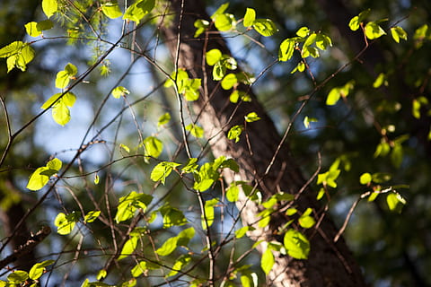 , le foglie, foglia, foglie, di stagione, estate, blu, molti, foresta, stagione, flora, colori, rami, natura, primavera, pianta, parte vegetale, crescita, bellezza nella natura, albero, giorno, nessuno, colore verde, luce del sole, ramo, concentrarsi sulle conoscenze acquisite, all'aperto, terra, messa a fuoco selettiva, avvicinamento, freschezza, la tranquillità, 2K, CC0, dominio pubblico, privo di copyright