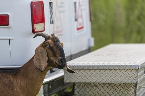 capra, animali domestici, animale, vertebrato, temi animali, mammifero, un animale, bestiame, domestico, concentrarsi sulle conoscenze acquisite, giorno, nessuno, barriera, recinto, fauna selvatica, Marrone, confine, vista laterale, testa di animale, erbivoro, 5K, CC0, dominio pubblico, privo di copyright