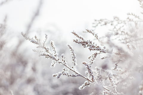 selettivo, fotografia a fuoco, bianca, pianta di fiore petalo, ramo, luminosa, ciliegia, freddo, ambiente, flora, fiore, brina, congelato, petali, stagione, albero, tempo metereologico, inverno, pianta, bellezza nella natura, natura, nessuno, crescita, la tranquillità, messa a fuoco selettiva, Colore bianco, freschezza, giorno, fragilità, avvicinamento, temperatura fredda, pianta fiorita, primavera, vulnerabilità, all'aperto, fiore di ciliegio, nevicando, ciliegio, 5K, CC0, dominio pubblico, privo di copyright