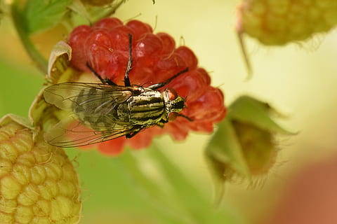 makro, fly, bringebær, insekt, natur, frukt, dyre temaer, virvelløse, dyr, dyreliv, dyr i naturen, ett dyr, nærbilde, dyrfløyen, fokusere på forgrunnen, selektiv fokusering, ingen folk, skjønnhet i naturen, blomst, anlegg, utendørs, blomstrende plante, dyr kroppsdel, grønn farge, pollinering, 4K, CC0, offentlig domene, opphavsrett gratis