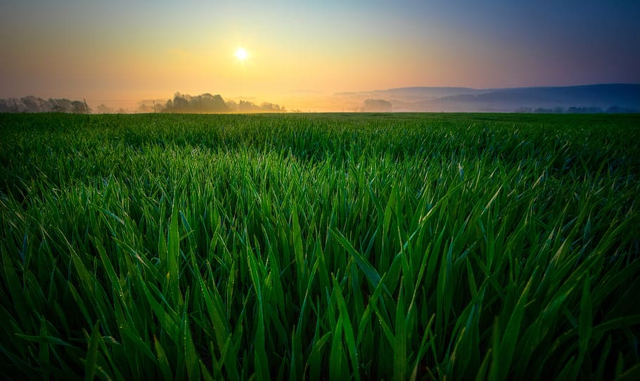 Nahansicht, Fotografie, Grün, Feld, Wolken, Ackerland, Pflanzen, Umgebung, frisch, Horizont, Natur, Himmel, Sonne, Sonnenaufgang, Landschaft, ländliche Szene, Landwirtschaft, Land, Ernte, Pflanze, grüne Farbe, Getreidepflanze, Sonnenuntergang, Bauernhof, Wachstum, Schönheit in der Natur, Szenen - Natur, Ruhe, keine Leute, ruhige Szene, draußen, 5K