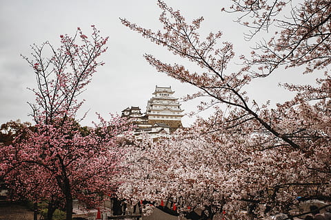 Kirsebær blomster, plante, blomst, kirsebær blomst, blomstre, japan, historie, cherryblossom, Kyoto, træ, udendørs, panoramisk, natur, landskab, militær, hær, tank, transportmidler, køretøj, pansrede, bygget struktur, blomstrende plante, forår, bygning udvendig, arkitektur, himmel, vækst, lav vinkel visning, religion, afdeling, tro, lyserød farve, skrøbelighed, Kirsebærtræ, ingen mennesker, 4K, CC0, offentligt domæne, royaltyfrie