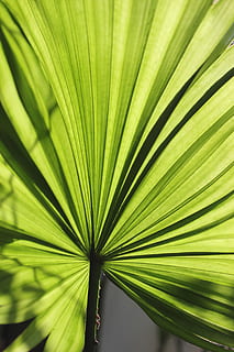 full, palmell, fulla de palma, estructura, macro, part de la planta, color verd, creixement, Palmera, primer pla, cap gent, planta, patró natural, clima tropical, patró, naturalesa, bellesa a la natura, fronda, dia, arbre, marc complet, fons, frescor, a l'aire lliure, fulles, 2K, CC0, domini públic, lliure de regalies