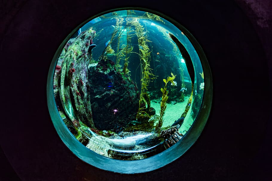 Fisch, Aquarium, Blase, Geometrische Figur, Kreis, gestalten, transparent, Glas - Material, Kugel, keine Leute, Nahansicht, Natur, drinnen, Wasser, Tiere in Gefangenschaft, Panzer, grüne Farbe, Reflexion, mehrfarbig, Meer, schwarzer Hintergrund, 5K