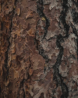 stâncă, copac, trunchi de copac, textură, Canada, plantă, artă, pictură, latra, rugini, animale sălbatice, frumos, arbre, pădure, scoarta de copac, tronc, vegetal, trompă, natură, lemn, cadru complet, fundaluri, model, texturată, nici o persoana, a închide, maro, zi, erodate, modelul natural, în aer liber, creştere, vechi, frumusețe în natură, construită, stare brută, frunze, 4K, CC0, domeniu public, fără drepturi de autor