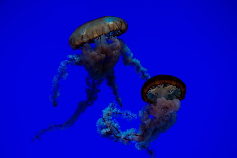 dos meduses marrons, invertebrat, meduses, animal, la vida marina, aquàtics, aigua, pop, esponja animal, bussejador, esports, esport, snorkel, busseig, escorpí, manta ray, peix, ull de bou, finestra, busseig aquàtic, a l'aire lliure, mar, temes d'animals, marí, sota l'aigua, animals a la natura, fauna animal, blau, un animal, submarí, cap gent, naturalesa, nedar, fons de colors, fons blau, peixos d’aigua salada, 5K