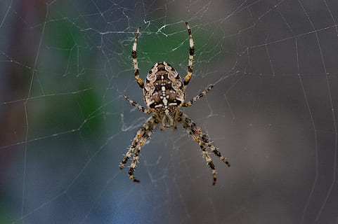 ragno, cacciatore, insetti, macro, temi animali, animale, un animale, aracnide, artropodo, ragnatela, fauna selvatica, animali allo stato selvatico, invertebrato, insetto, fragilità, avvicinamento, parte del corpo animale, zoologia, nessuno, giorno, all'aperto, gamba animale, lunghezza intera, velenoso, 5K, CC0, dominio pubblico, privo di copyright