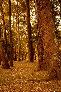bosc, arbre, tronc de l'arbre, tronc, planta, terra, tranquil·litat, naturalesa, escena tranquil·la, bellesa a la natura, cap gent, creixement, dia, escenics - natura, escena no urbana, a l'aire lliure, medi ambient, tardor, parc, canvi, treelined, 5K, CC0, domini públic, lliure de regalies
