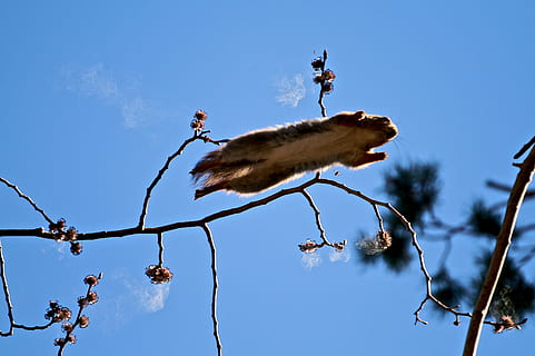 scoiattolo marrone che salta, Norvegia, Oslo, Rikshospitalet, fiore, fiorire, pianta, flora, animale, uccello, mangiatore di api, albero, pino, conifera, Arecaceae, Palma, quercia, sicomoro, temi animali, fauna selvatica, animali allo stato selvatico, cielo, natura, ramo, Inquadratura dal basso, mammifero, vertebrato, nessuno, gruppo di animali, blu, giorno, salto, primate, all'aperto, due animali, 2K, CC0, dominio pubblico, privo di copyright