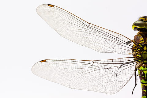 close-up photo, green, dragonfly, ., close up, insect, macro, veins, wings, animal wing, animal themes, invertebrate, animal, no people, one animal, animal body part, nature, close-up, outdoors, body part, animals in the wild, animal wildlife, white background, studio shot, leaf, 4K, CC0, public domain, royalty free