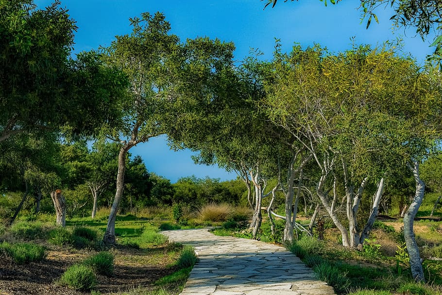 Camí, coppice, copseig, bosc, arbres, clar, mar, naturalesa, makronissos, ayia napa, Xipre, paisatge, costaner, arbre, planta, sendera, direcció, el camí a seguir, tranquil·litat, creixement, escena tranquil·la, bellesa a la natura, escenics - natura, color verd, cap gent, dia, terra, escena no urbana, buit, llum solar, cel, a l'aire lliure, 5K