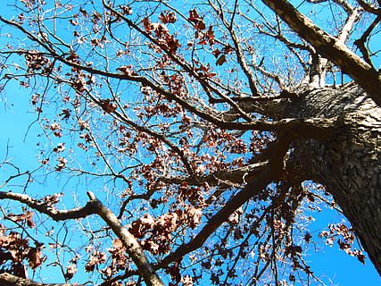tree, sky, low angle view, plant, branch, beauty in nature, growth, nature, day, flower, no people, flowering plant, tranquility, clear sky, blossom, blue, sunlight, outdoors, springtime, trunk, tree canopy, cherry blossom, cherry tree, directly below, spring, 4K, CC0, public domain, royalty free