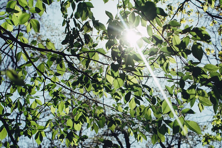 verde, leafed, albero, tramonto, pianta, Inquadratura dal basso, crescita, parte vegetale, foglia, luce del sole, ramo, bellezza nella natura, colore verde, nessuno, natura, cielo, giorno, sole, all'aperto, la tranquillità, soleggiato, raggio di sole, riflesso lente, streaming, primavera, 4K