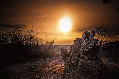 bar, træ, ørken, stump, bagagerum, solnedgang, gylden time, sol, baggrundsbelyst, udendørs, skumring, sollys, himmel, landskab, natur, lys, humørsyg, ingen person, morgen, orange farve, solopgang - daggry, scenics, silhuet, skønhed i naturen, sky - himmel, daggry, rock-objekt, kaktus, ingen mennesker, 4K, CC0, offentligt domæne, royaltyfrie