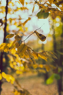 Bucareste, romênia, bokeh, outono, oxidado, embaçado, arvores, natureza, folha, cor, 35 mm, cânone, fotografia de rua, lago, animais em estado selvagem, plantar, beleza na natureza, animais selvagens, flor, temas animais, animal, planta com flores, inseto, crescimento, amarelo, invertebrado, fechar-se, ninguém, dia, fragilidade, um animal, focar em primeiro plano, vulnerabilidade, ao ar livre, polinização, cabeça de flor, 5K, CC0, domínio público, royalty free