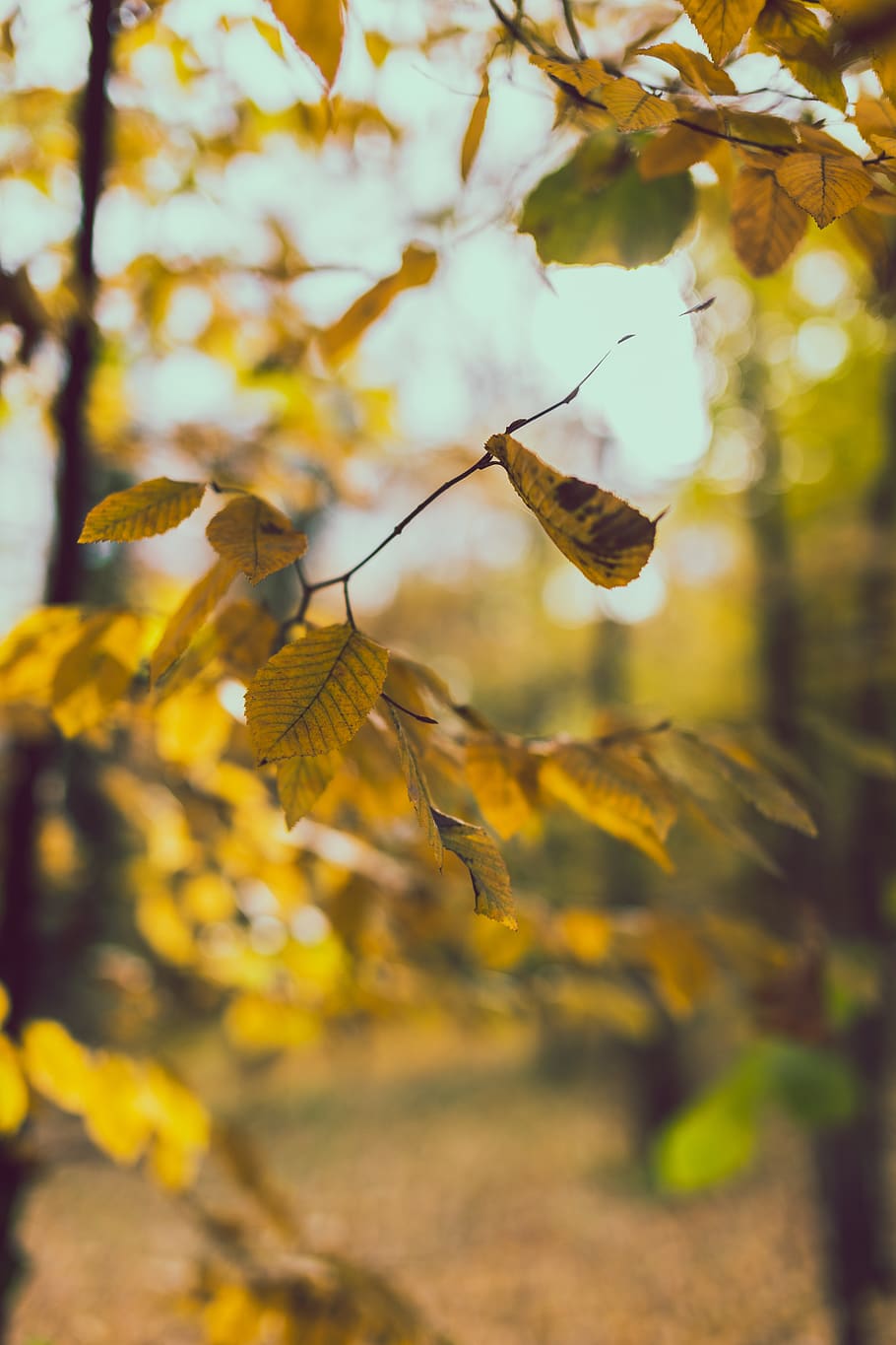 bucarest, romania, bokeh, caure, tardor, rovellat, borrosa, arbres, naturalesa, full, color, 35 mm, cànon, fotografia de carrer, llac, animals a la natura, planta, bellesa a la natura, fauna animal, flor, temes d'animals, animal, planta amb flors, insecte, creixement, groc, invertebrat, primer pla, cap gent, dia, fragilitat, un animal, centrar-se en primer pla, vulnerabilitat, a l'aire lliure, polinització, cap de flor, 5K