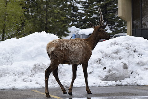 exappiah, elan, zăpadă, temperatura rece, iarnă, mamifer, animale tematice, animal, animale vertebrate, nici o persoana, animale domestice, zi, natură, culoare alba, permanent, un animal, animale în sălbăticie, șeptel, copac, camp, animale sălbatice, erbivor, în aer liber, ninsorile, 5K, CC0, domeniu public, fără drepturi de autor