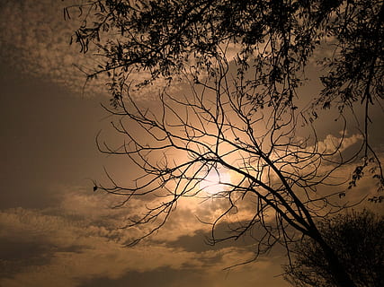 sunset, tree, sun, red, sky, nature, sunrise, bhavnagar, india, forest, park, cloud - sky, beauty in nature, plant, silhouette, branch, tranquility, scenics - nature, no people, tranquil scene, low angle view, bare tree, idyllic, outdoors, dusk, orange color, dramatic sky, 4K, CC0, public domain, royalty free