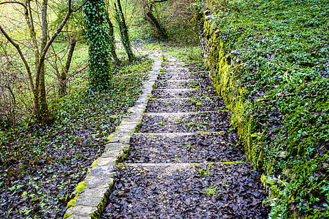 natura, sentiero, passaggi, pista, verdura, solitario, foresta, boschi, sempreverde, edera, erba, fogliame, boscoso, direzione, la strada davanti, pianta, crescita, nessuno, albero, colore verde, giorno, terra, la tranquillità, bellezza nella natura, scena tranquilla, all'aperto, prospettiva decrescente, scenics - natura, scena non urbana, lungo, 5K, CC0, dominio pubblico, privo di copyright