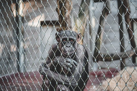 scimmia, seduta, dentro, gabbia, primate, concentrarsi sulle conoscenze acquisite, un animale, recinto, recinzione a rete, animale, temi animali, vertebrato, protezione, fauna selvatica, sicurezza, mammifero, nessuno, animali in cattività, confine, barriera, giorno, metallo, all'aperto, zoo, 5K, CC0, dominio pubblico, privo di copyright