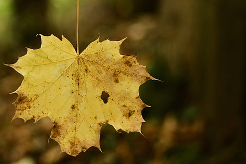 full, caigut, tardor, arbre, groc, focus, decaïment, solter, caure, part de la planta, naturalesa, planta, canvi, primer pla, fulla d'auró, centrar-se en primer pla, cap gent, sec, vena de la fulla, dia, a l'aire lliure, bellesa a la natura, fulles, arbre d'auró, enfocament selectiu, condició natural, 4K, CC0, domini públic, lliure de regalies
