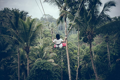 donna, seduta, swing, nuvole, alberi di cocco, giorno, foresta, verde, capelli, sospeso, alto, giungla, paesaggio, palme, persona, foresta pluviale, corde, pauroso, scenario, oscillante, turismo, alberi, boschi, giovane, albero, pianta, crescita, persone reali, attività di svago, Palma, una persona, clima tropicale, stili di vita, colore verde, natura, bellezza nella natura, lunghezza intera, abbigliamento casual, terra, retrovisore, all'aperto, cielo, 5K, CC0, dominio pubblico, privo di copyright