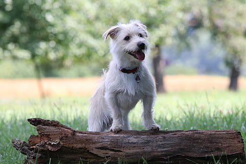 letos, letní, strom, zelená, zvíře, Pes, štěně, směs, teriér, jack russell, milovat, věrnost, hund, roztomilý, dřevo, venkovní, kánon, příteli, pole, baumstamm, jednoho zvířete, psí, savec, domácí, domácí mazlíčci, domácí zvířata, rostlina, zaměřit se na popředí, hledá, nikdo, dřevo - materiál, Příroda, sedící, koukal, venku, čistokrevný pes, border kolie, kůra, 5K, CC0, veřejná doména, bez autorských práv