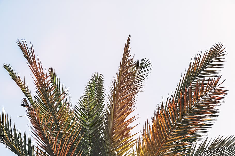 Palmera, núvols, arbre de coco, dia, la llum del dia, verd, naturalesa, a l'aire lliure, cel, llum solar, arbre, planta, creixement, vista d’angle baix, fulla de palma, clima tropical, cel clar, bellesa a la natura, cap gent, full, color verd, tranquil·litat, primer pla, part de la planta, còpia espai, 5K