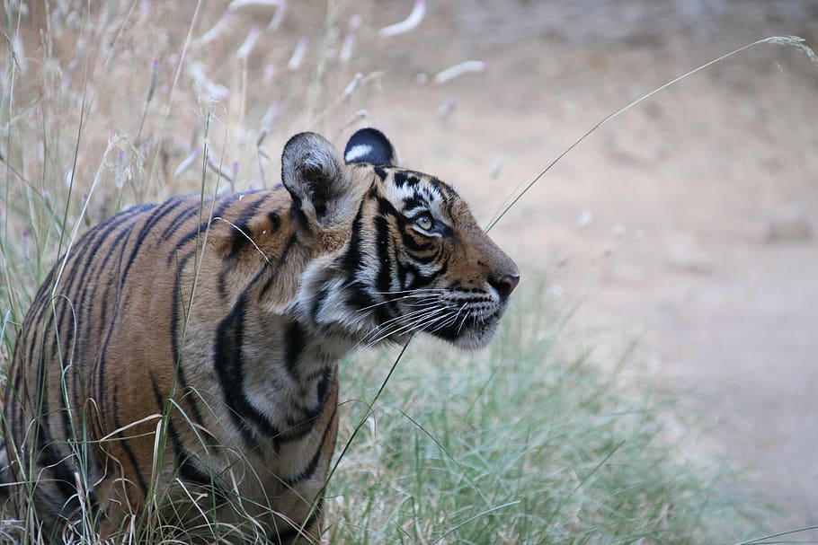 tigre, Índia, salvatge, depredador, gat, gran, temes d'animals, animal, un animal, mamífer, fauna animal, felí, gat gran, animals a la natura, vertebrats, cap gent, Espècies en perill d'extinció, naturalesa, dia, mirant, terra, planta, centrar-se en primer pla, bigotis, boca oberta, 5K