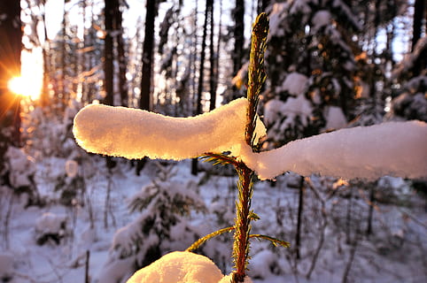 las, śnieg, Natura, zimno, zaspy śnieżne, słońce, zimowy, świerk, młody, zimna temperatura, drzewo, roślina, mrożony, zbliżenie, skupić się na pierwszym planie, wylądować, żadnych ludzi, dzień, piękno natury, lód, wzrost, pokrycie, Grzyb, na dworze, 4K, CC0, domena publiczna, darmowe zdjęcia
